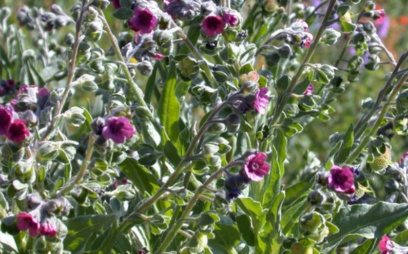 houndstung invasive weed