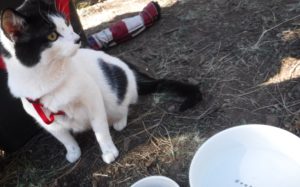Coconino national forest cat