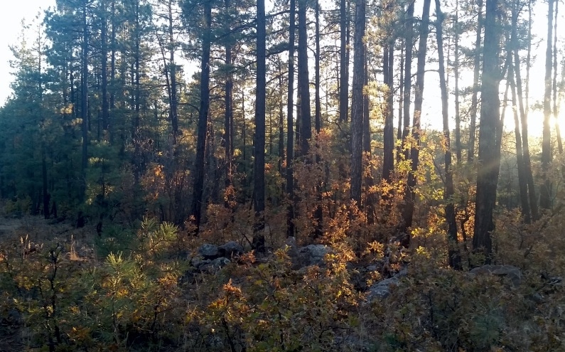 Coconino National Forest